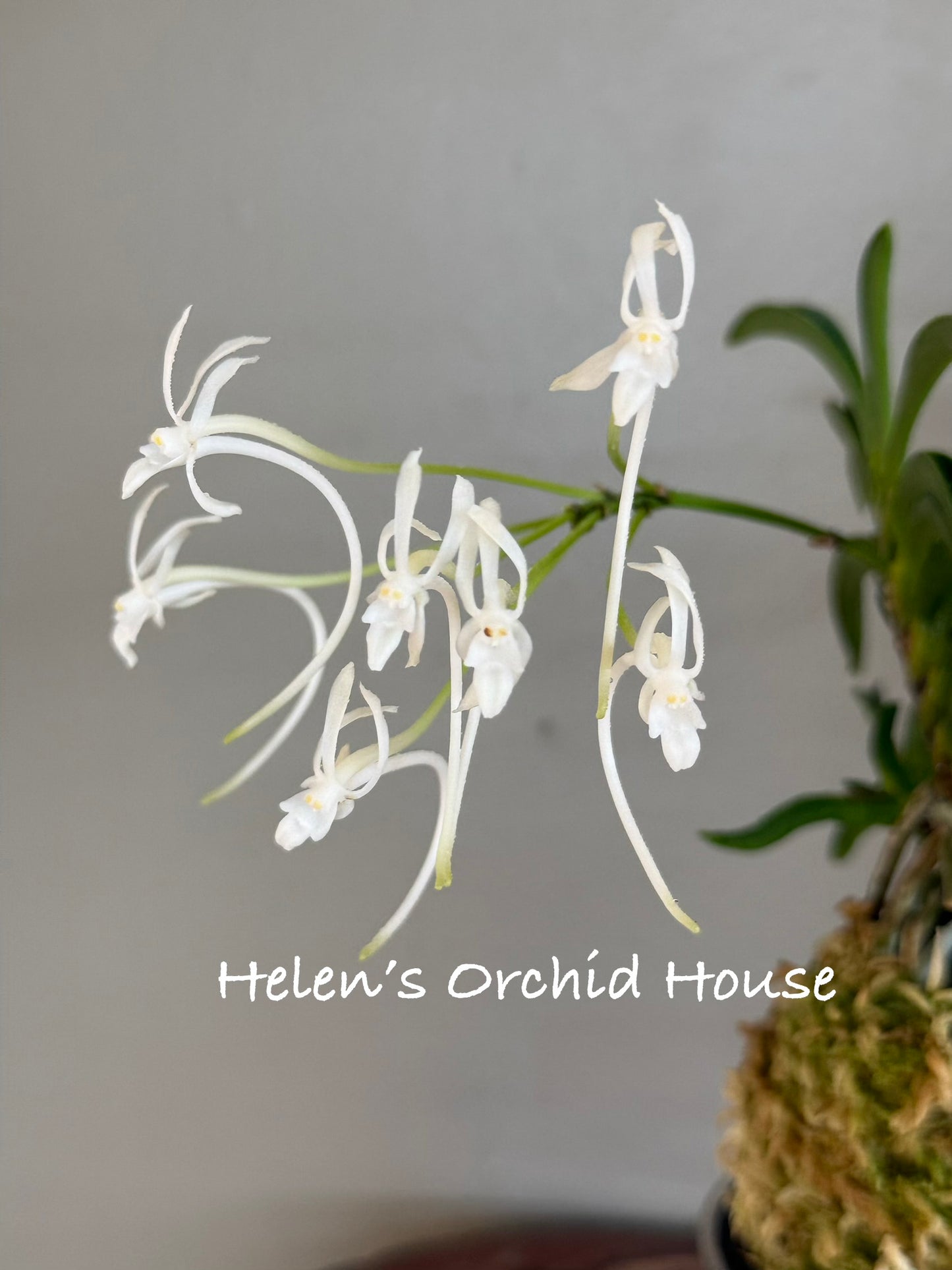 Neofinetia falcata Himiko 卑弥呼