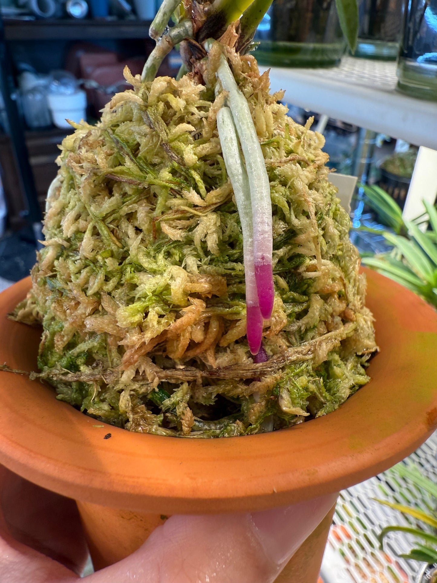 Neofinetia falcata Surugabotan 駿河牡丹