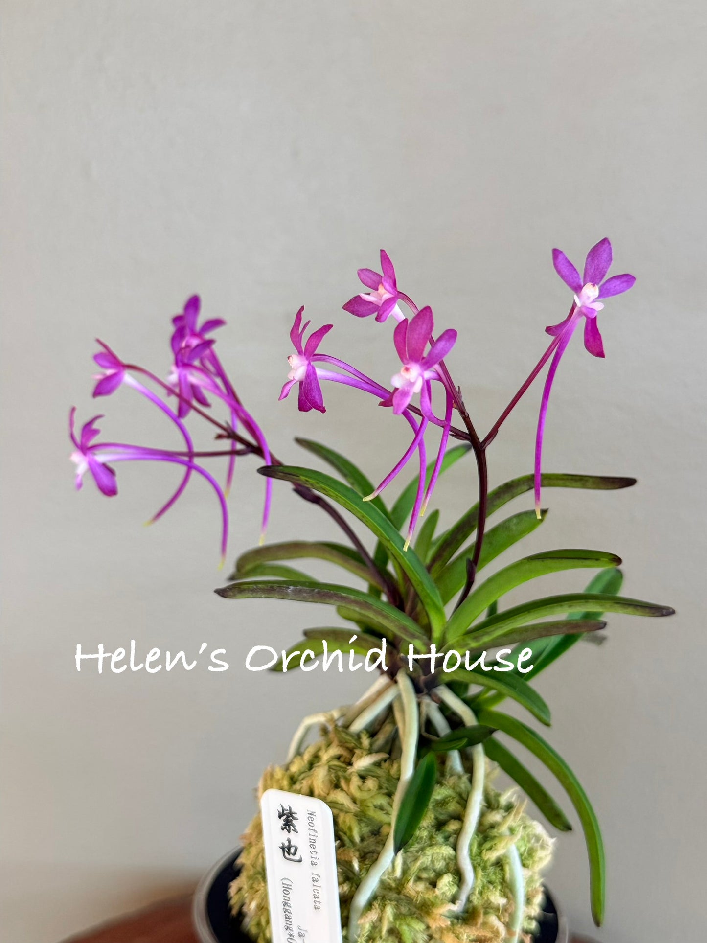Neofinetia falcata Ja-ya (Honggang*Oushukuume) 紫也