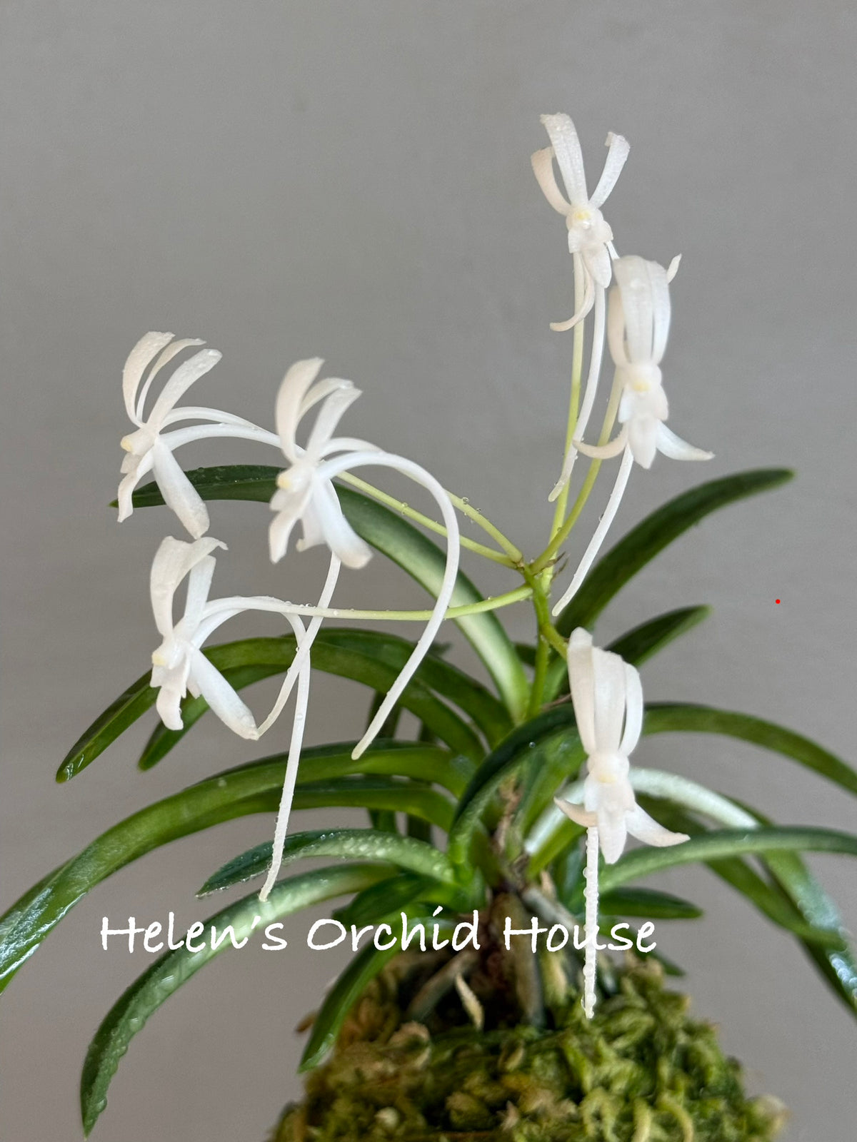 Neofinetia falcata Jitsugekko 日月光