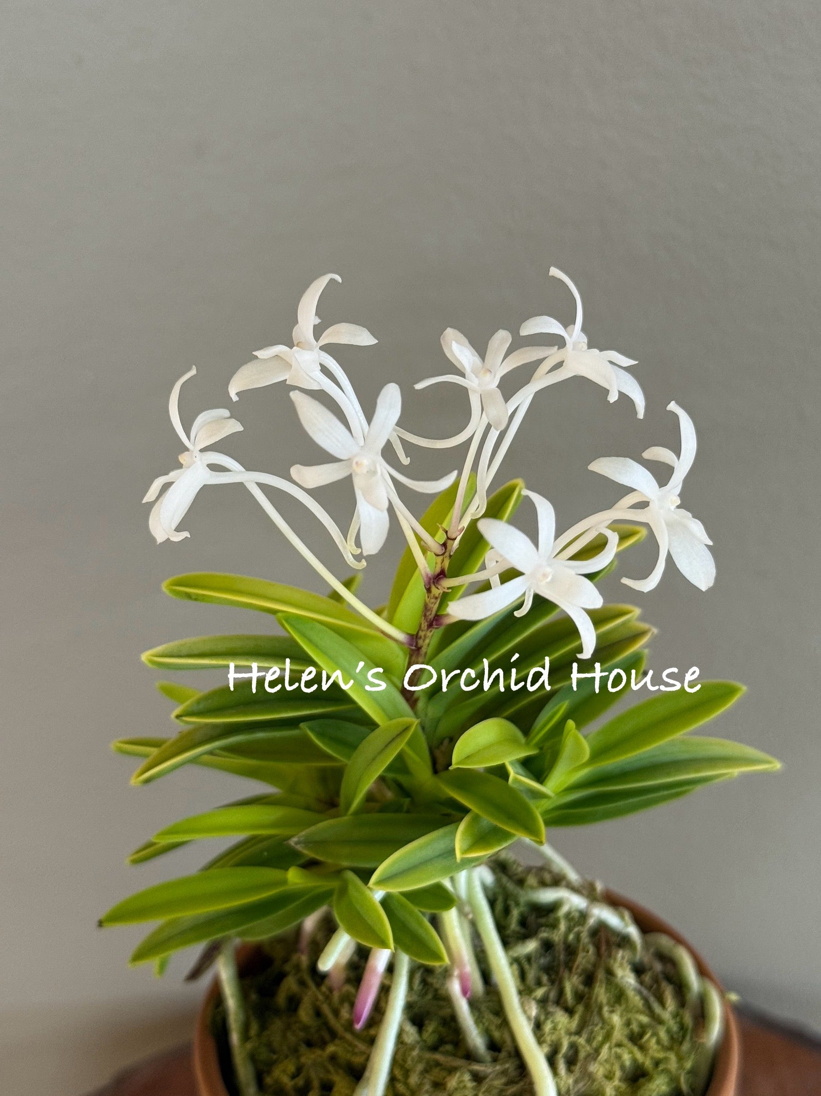 と*け様 新タランチュラ Page & Plant In Japan 6CD+1 Neofinetia falcata Okjam 玉簪 – Helen's Orchid House
