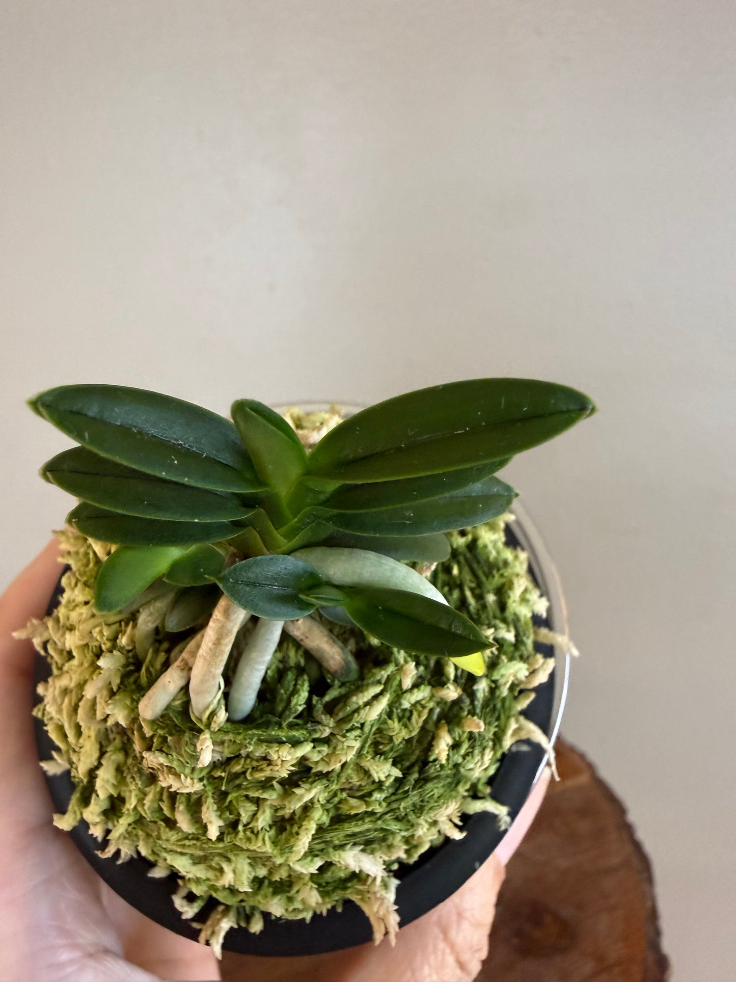 Neofinetia falcata Chwiwol 翠月