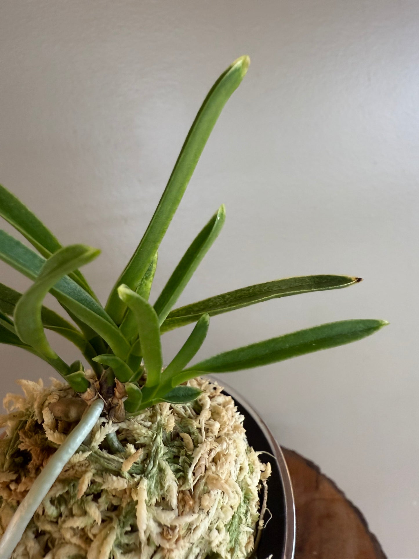 Neofinetia falcata Ginseikan 銀星冠