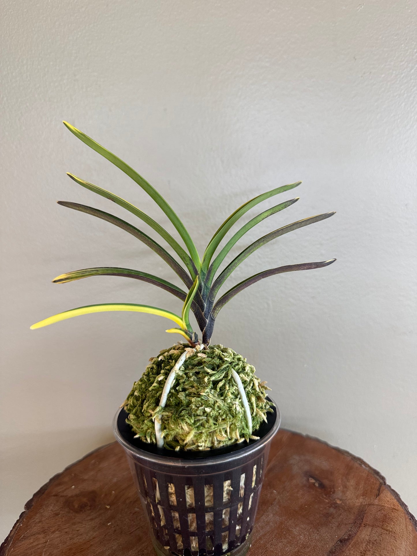 Neofinetia falcata Ouyashima 大八州