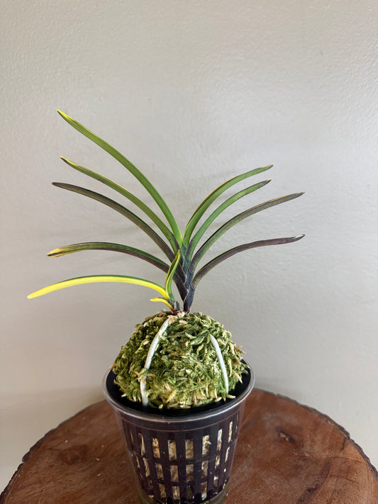 Neofinetia falcata Ouyashima 大八州