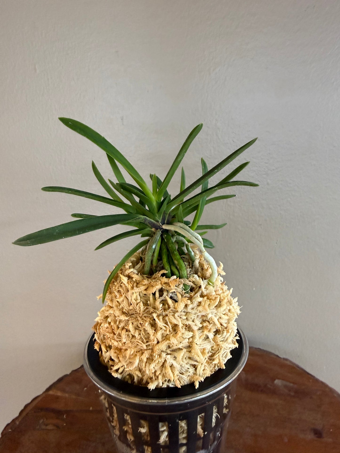 Neofinetia falcata Hisui 翡翠