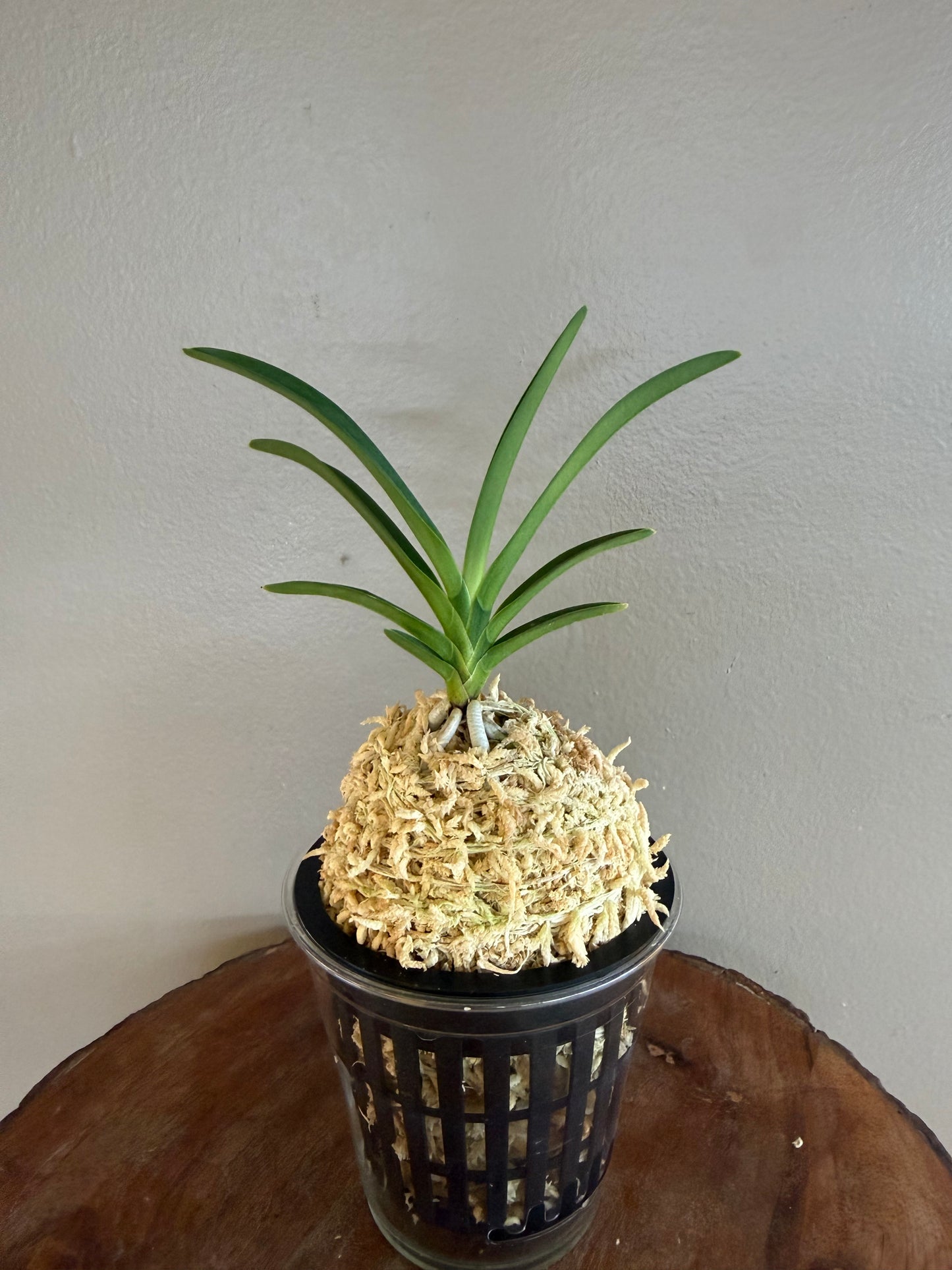 Neofinetia falcata Midori Jujisei 緑十字星