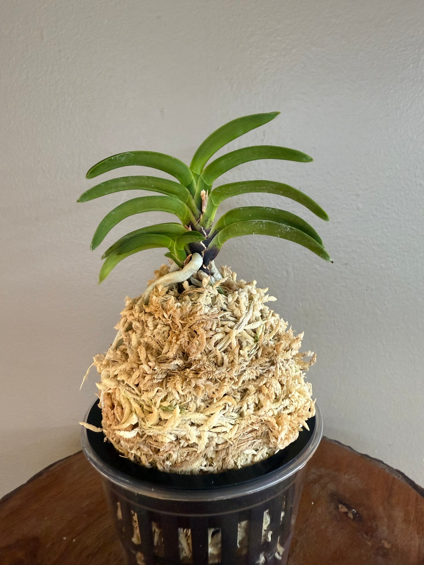 Neofinetia falcata Jahong 紫紅