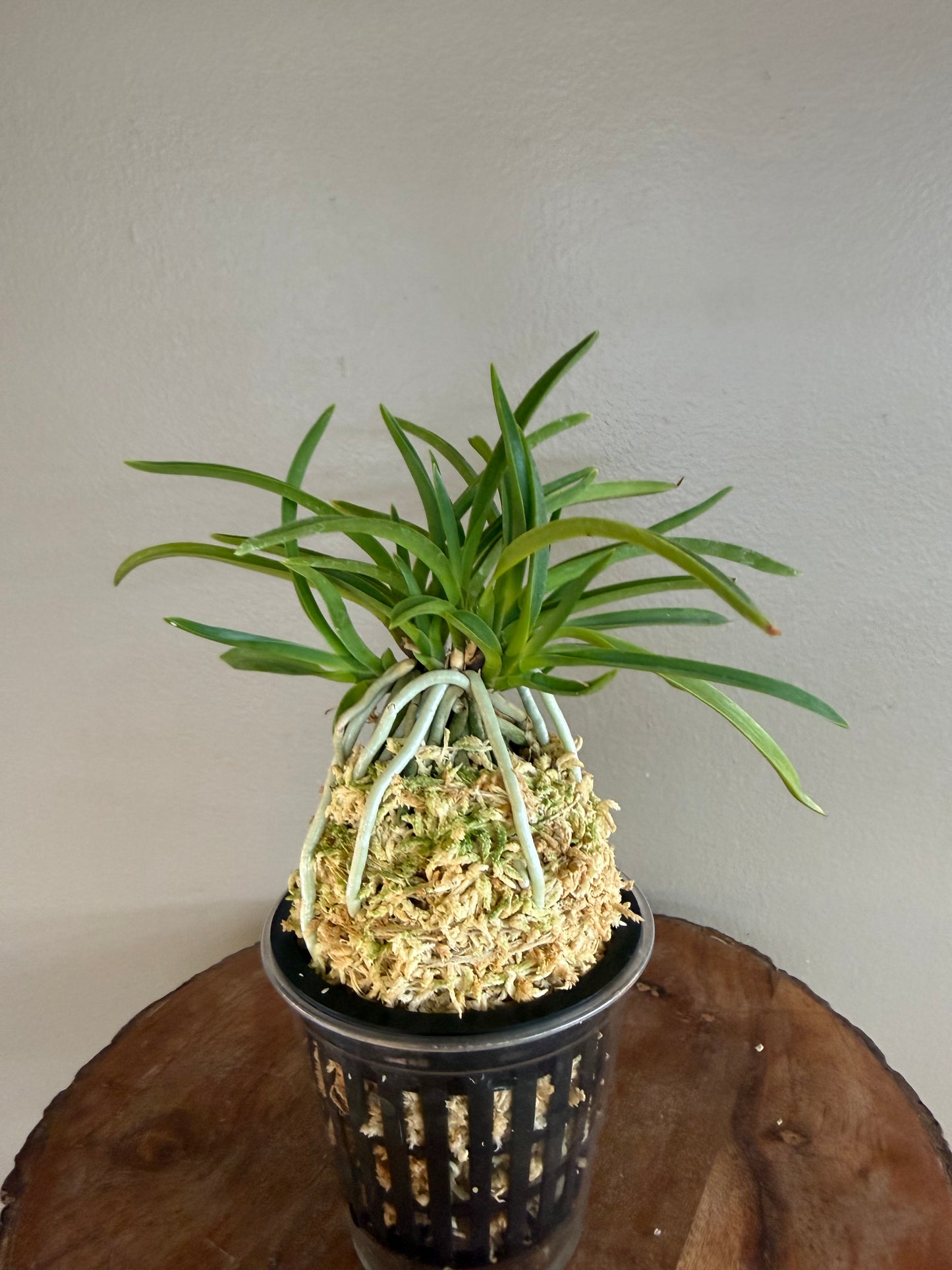 Neofinetia falcata Kibana 黃花