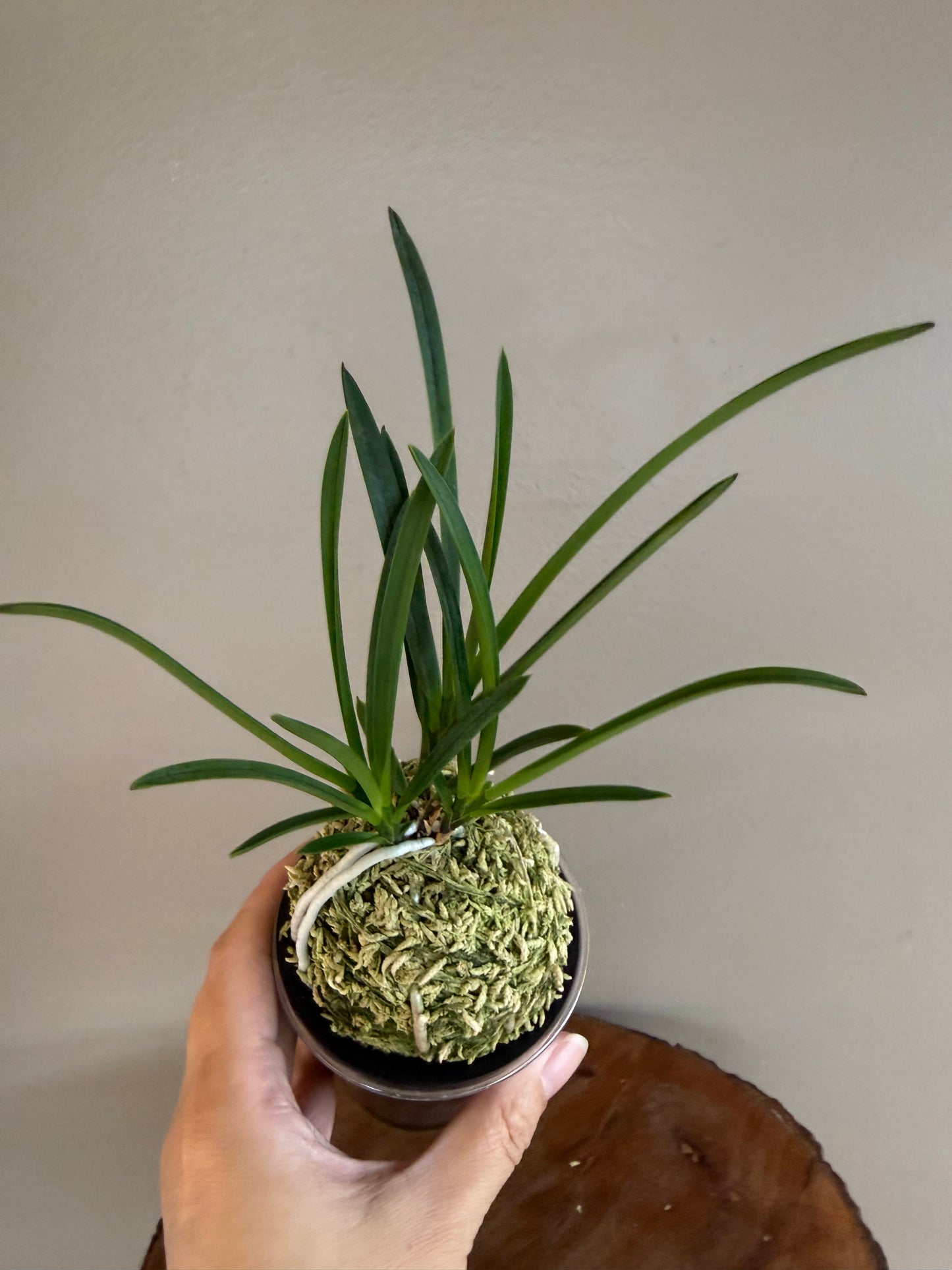 Neofinetia falcata Hisui 翡翠