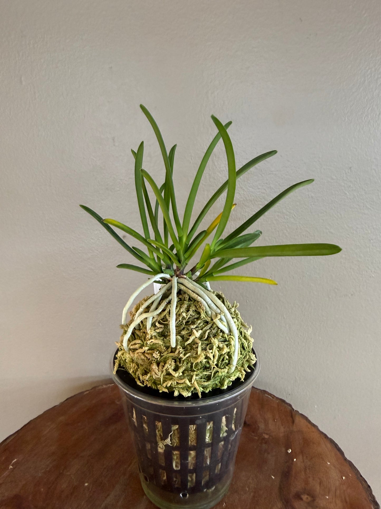 Neofinetia falcata Yamahoko 山鉾