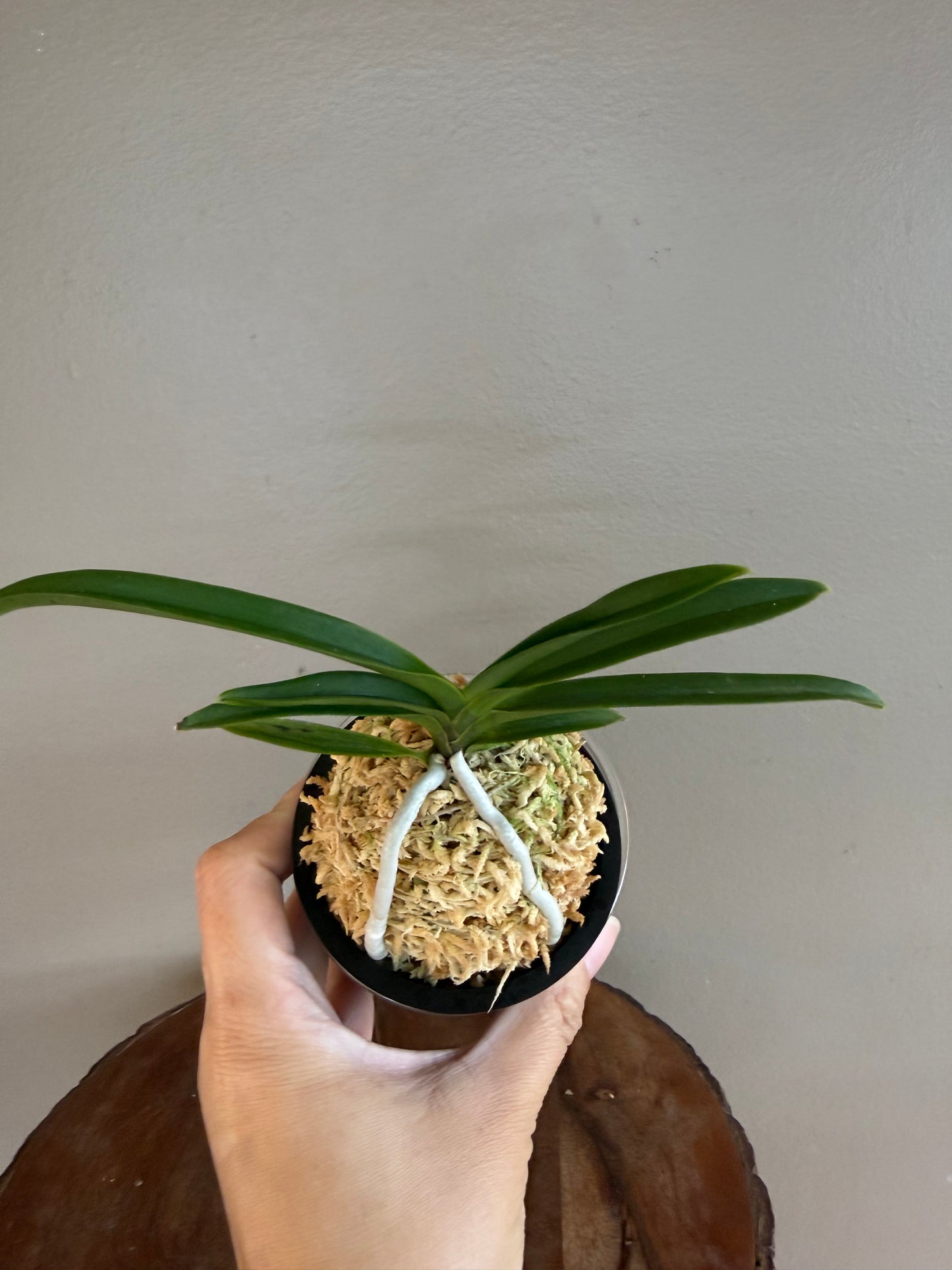 Neofinetia falcata Jahongseon (3spur)紫紅仙
