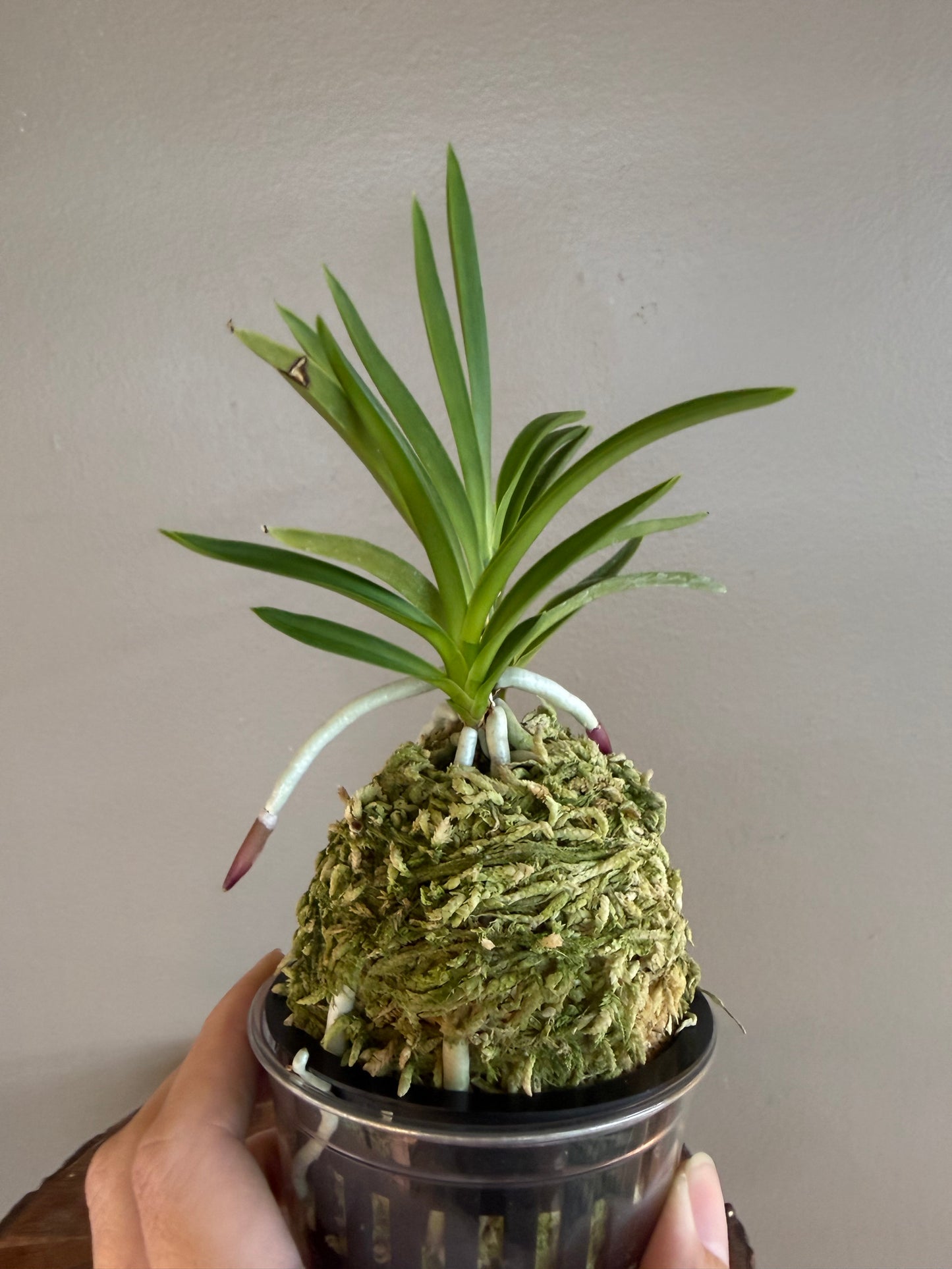 Neofinetia falcata Gongju 公主