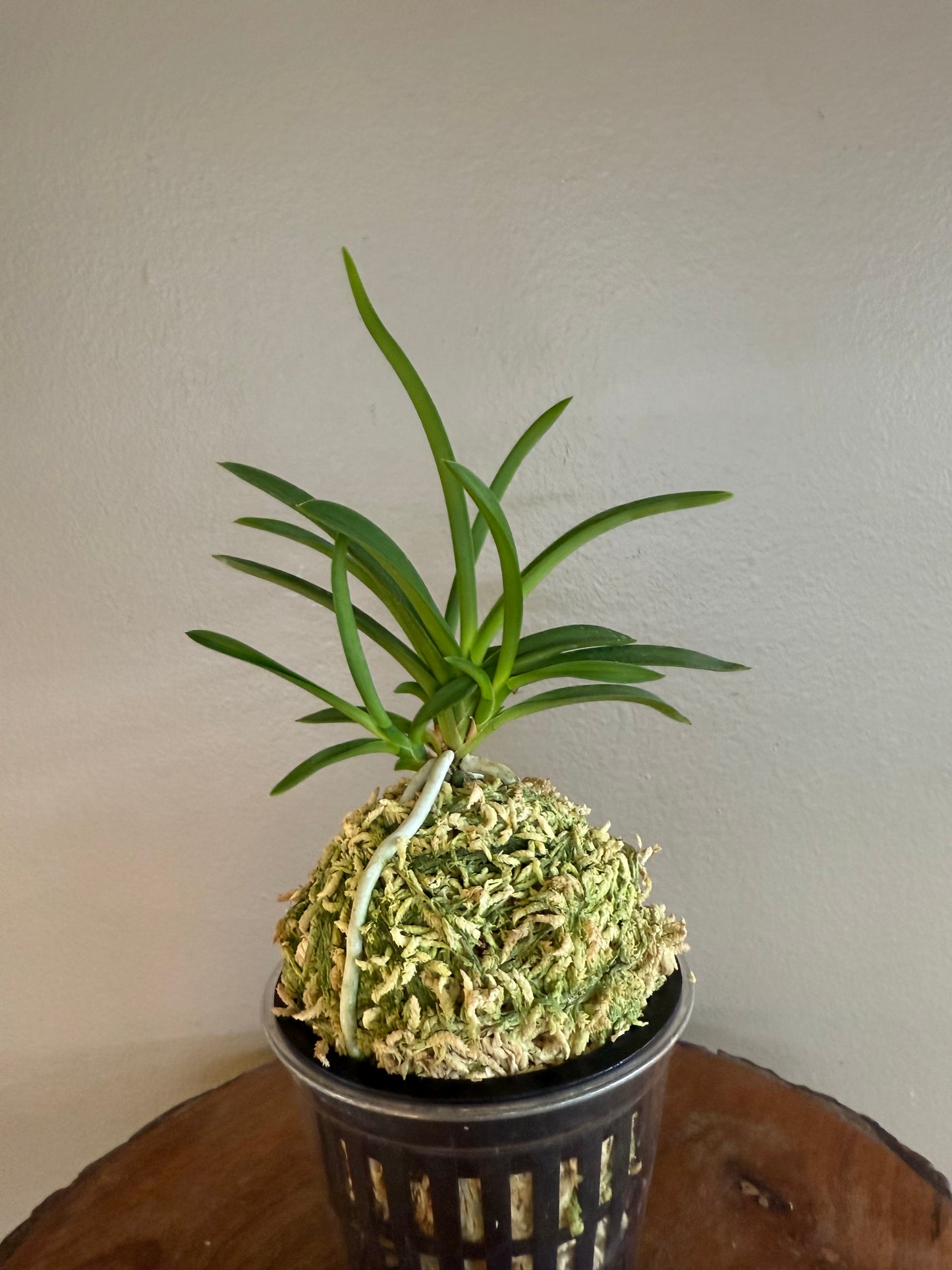 Neofinetia falcata Samwonhong 三元紅