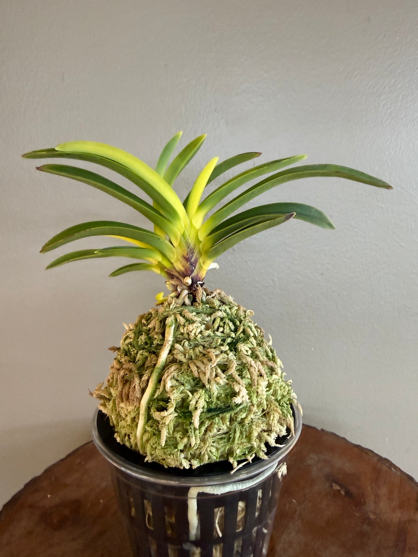 Neofinetia falcata Izumibotan 泉牡丹