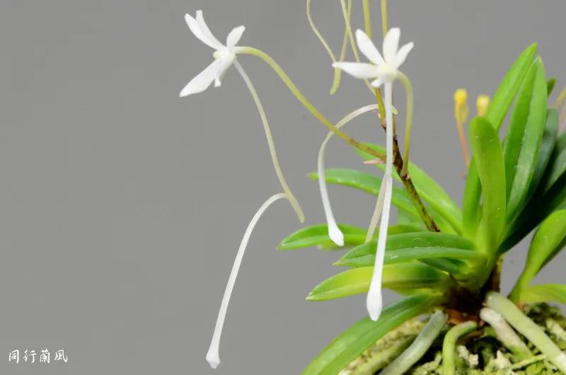 Neofinetia falcata Shitakiri-Syzume 舌奇離雀