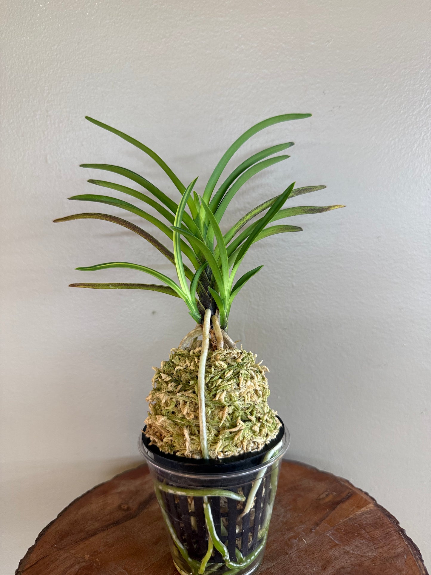 Neofinetia falcata Seohwang 瑞煌