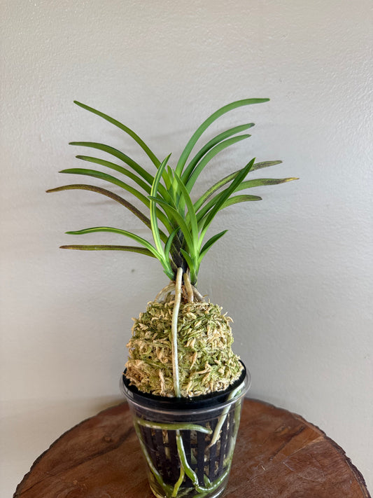 Neofinetia falcata Seohwang 瑞煌
