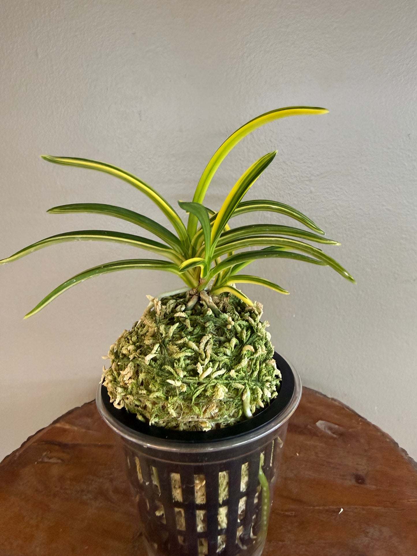 Neofinetia falcata Seio Nishiki 青王錦