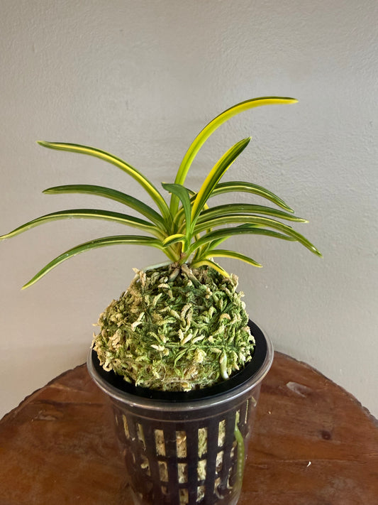 Neofinetia falcata Seio Nishiki 青王錦