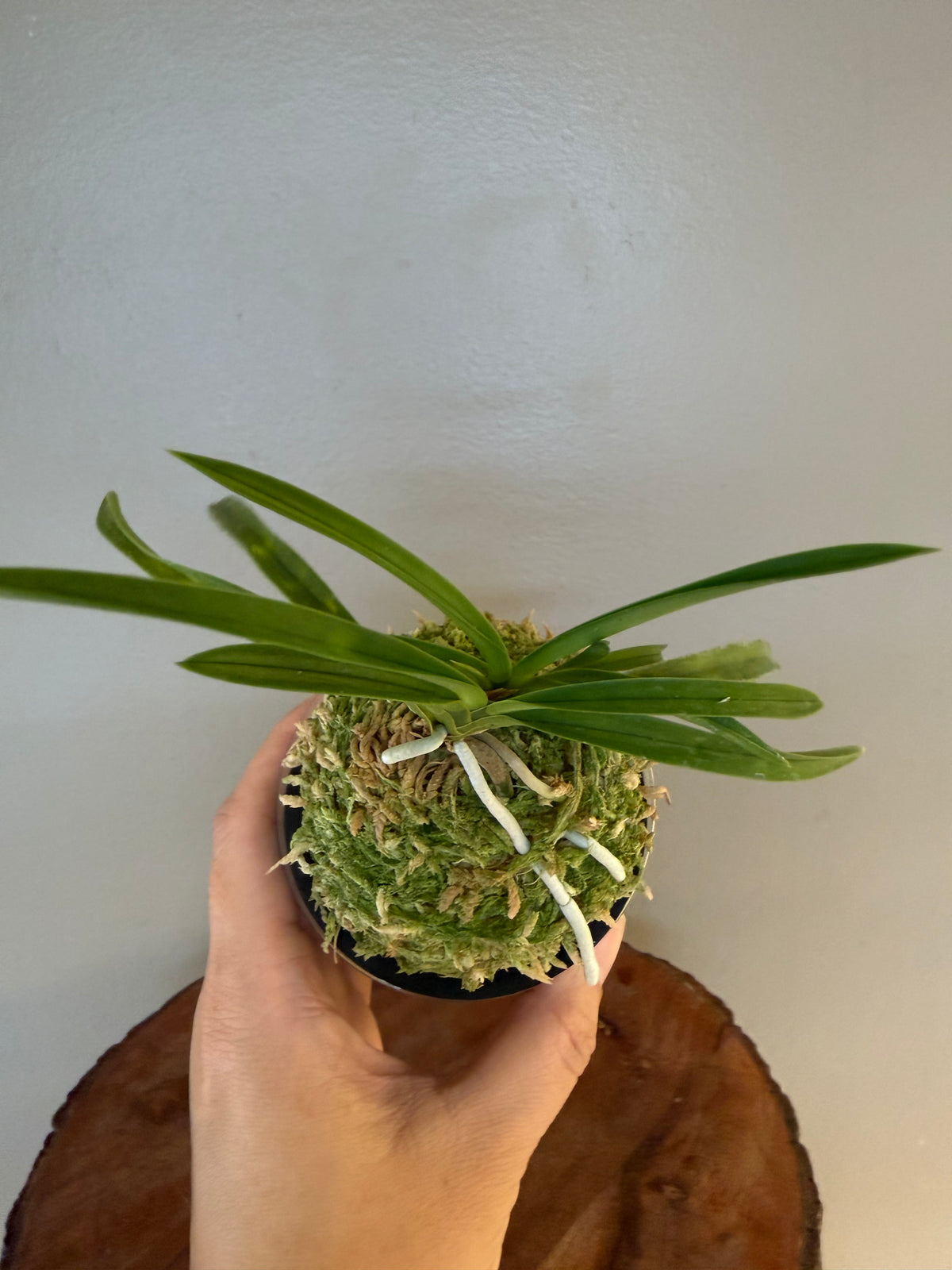 Neofinetia falcata Jitsugekko 日月光