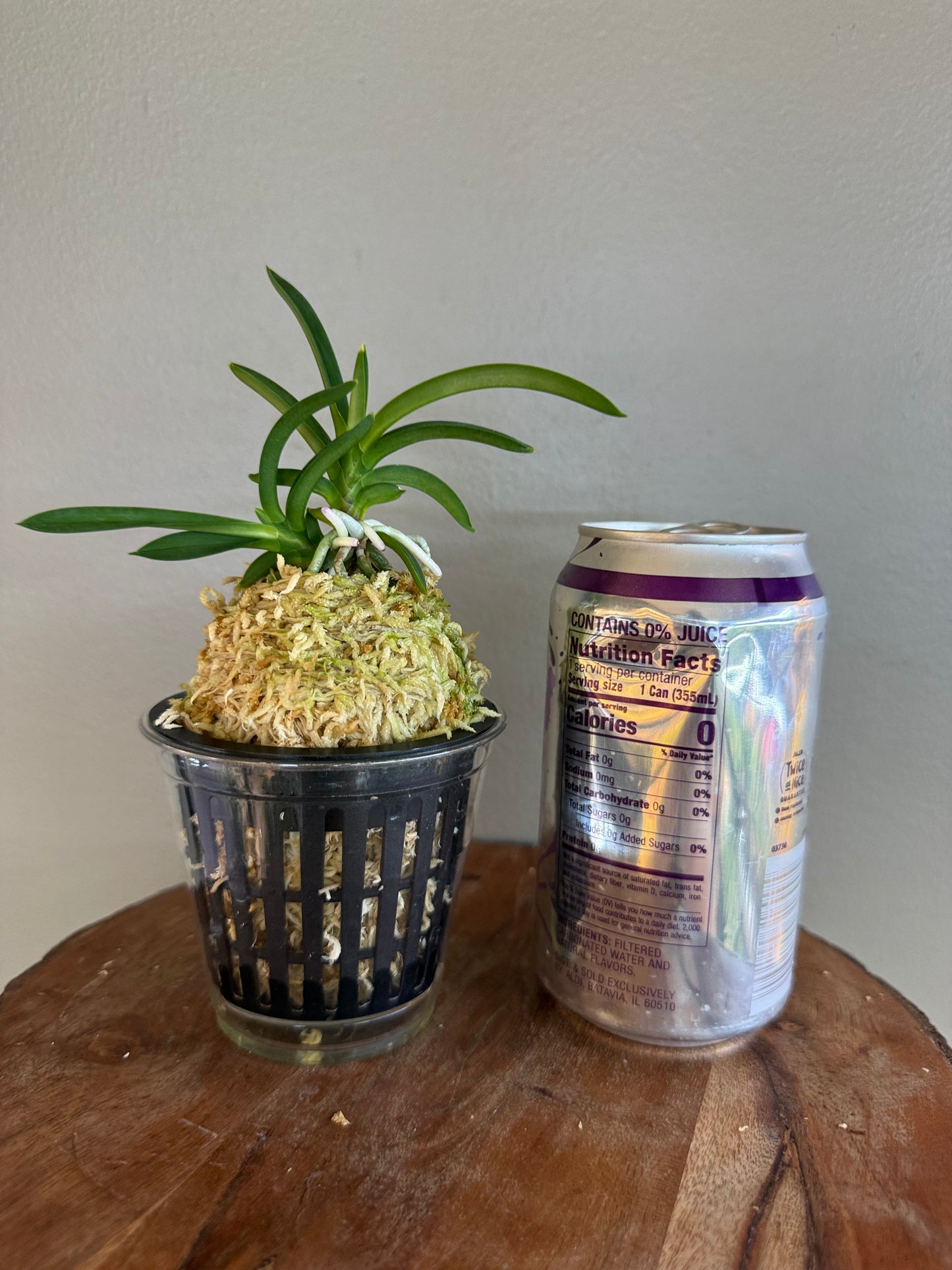 Neofinetia falcata Homeiden 豊明殿