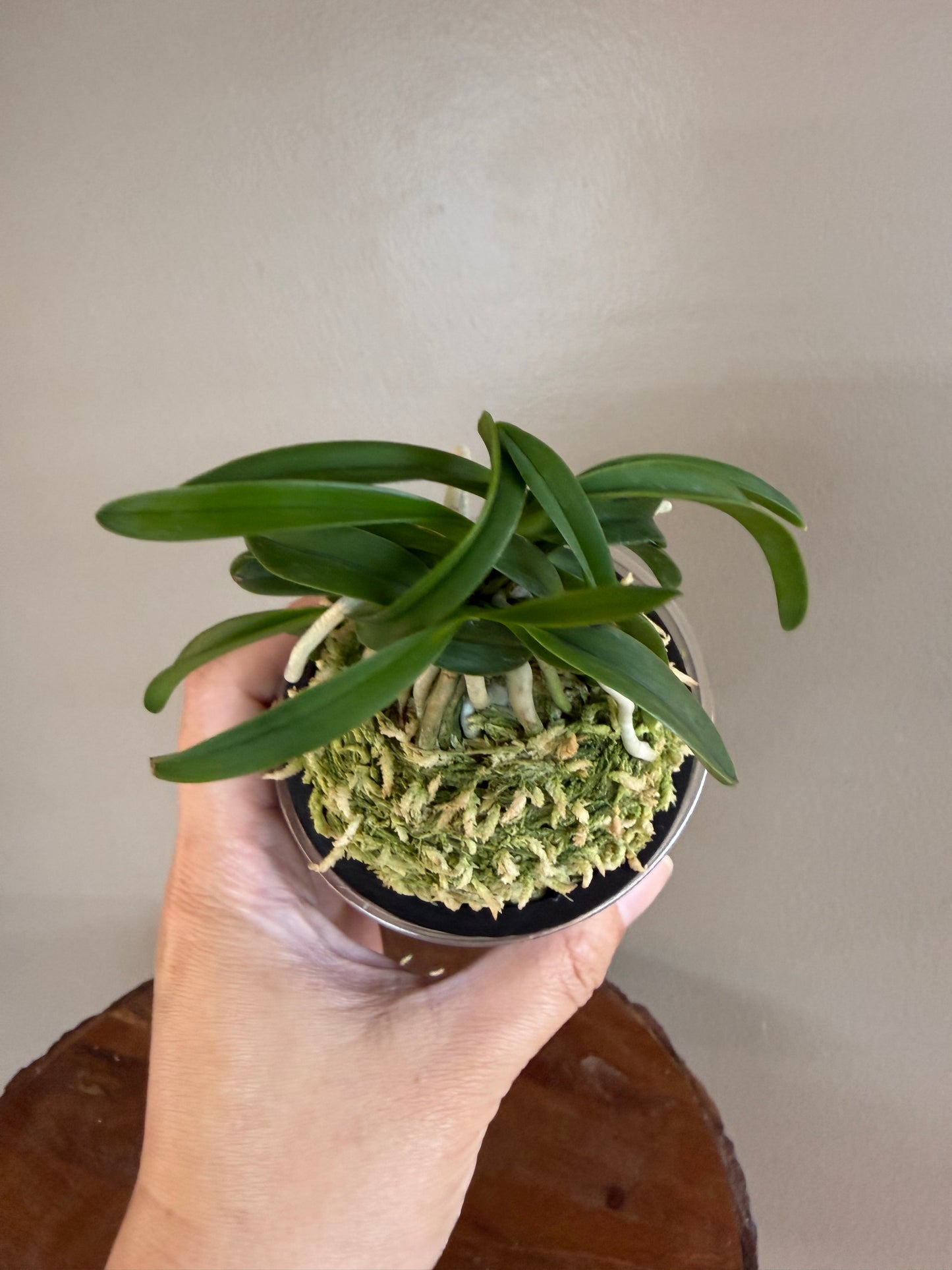 Neofinetia falcata Onami Seikai 大波青海