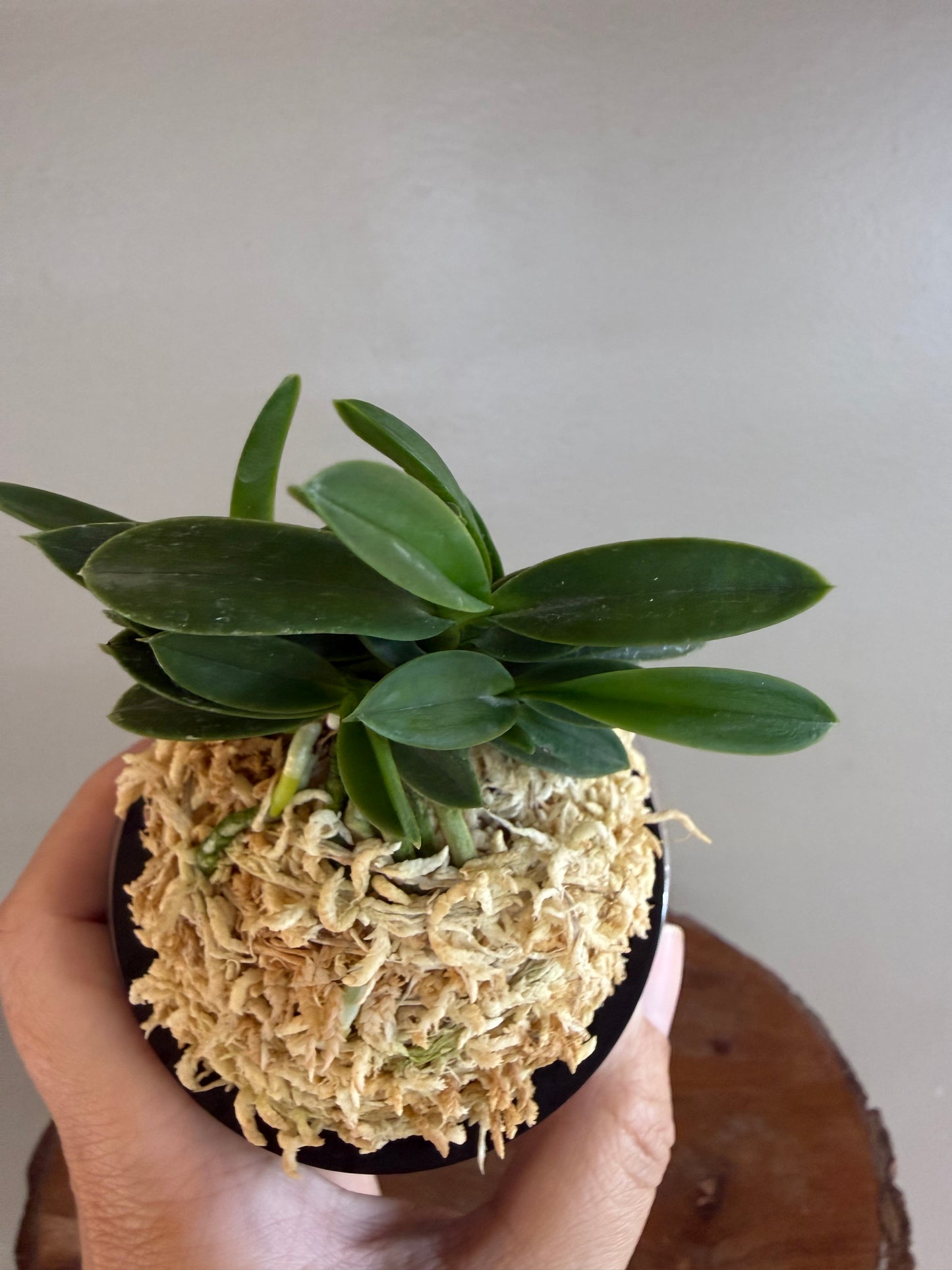 Neofinetia falcata Kabutomaru兜丸