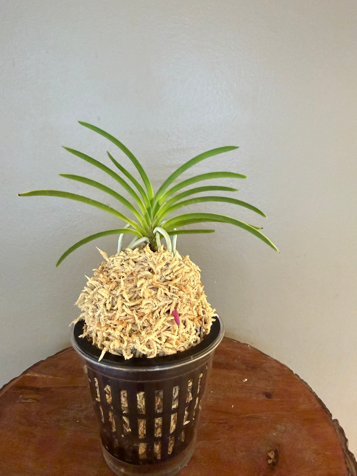 Neofinetia falcata Gongju 公主