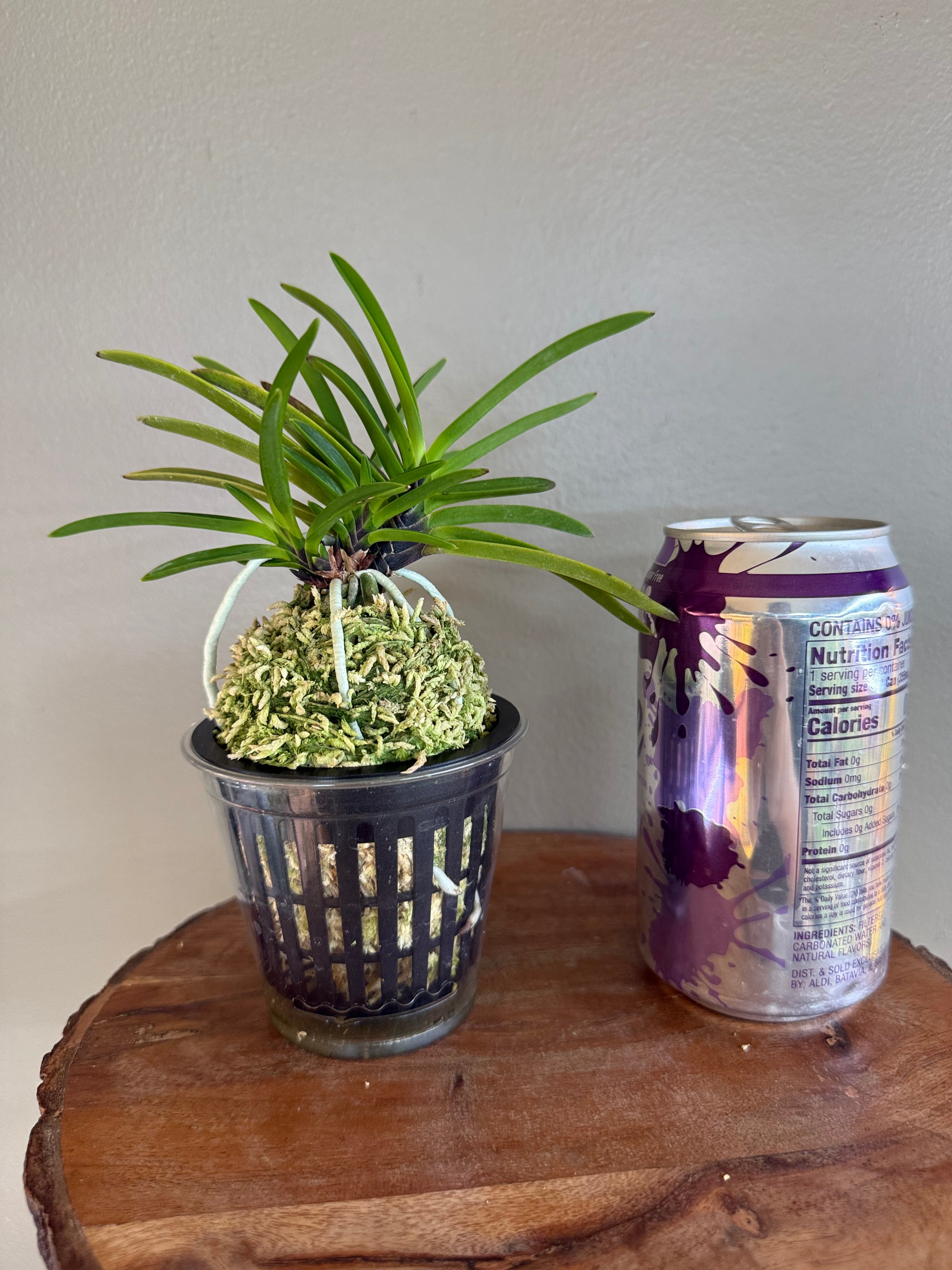Neofinetia falcata Hanakanzashi 花簪 – Helen's Orchid House