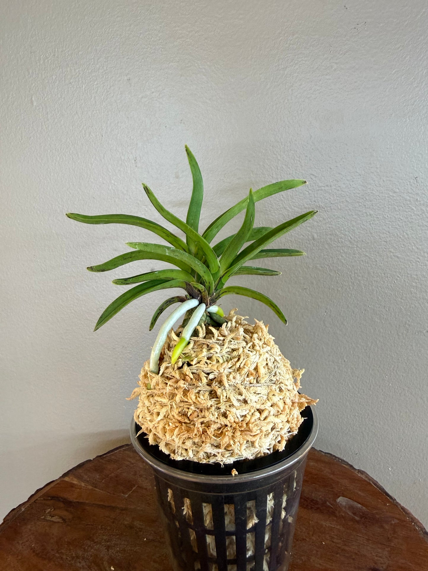 Neofinetia falcata Kouya 荒野