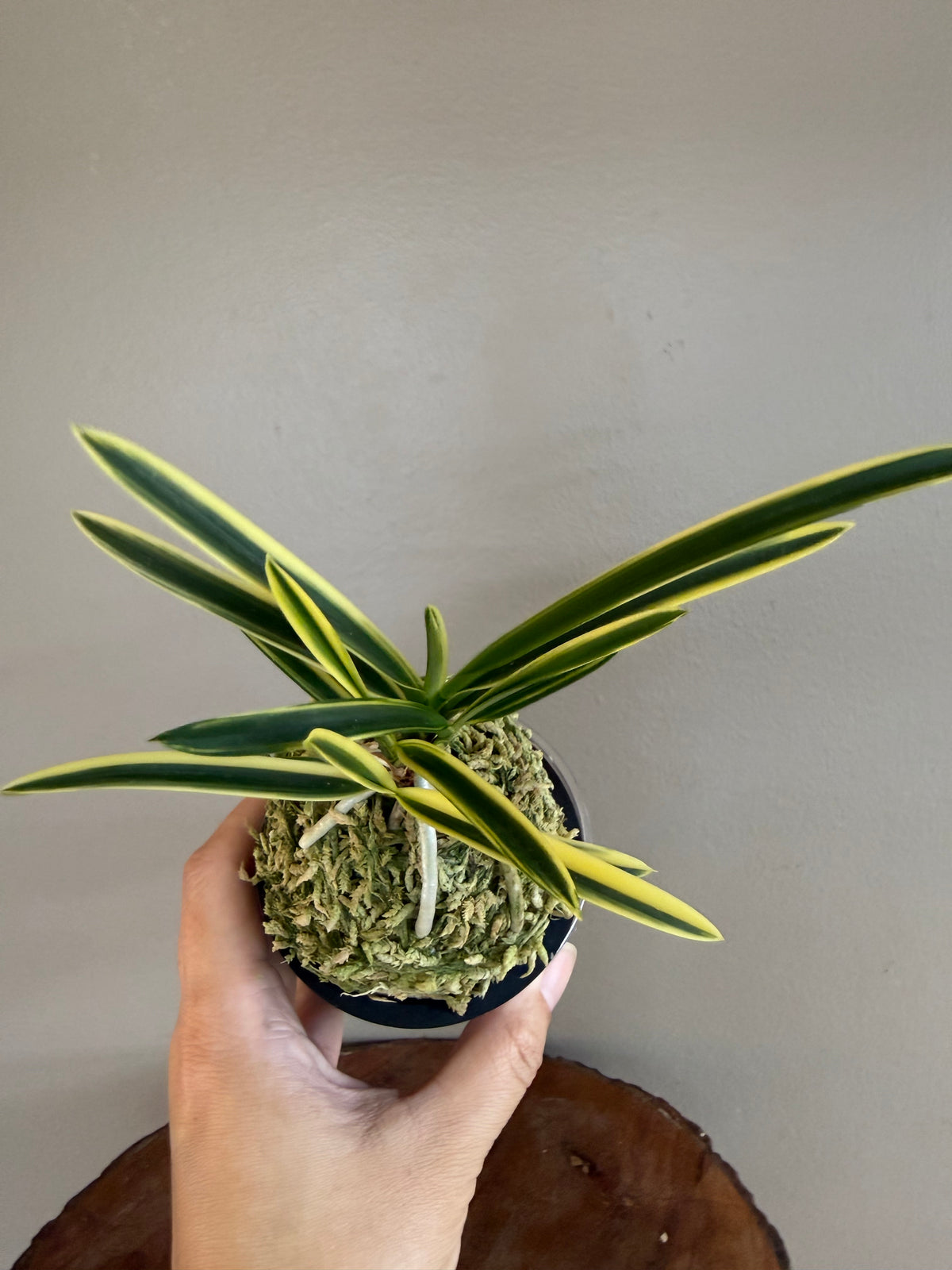 Neofinetia falcata Suruga Fukurin 駿河覆輪