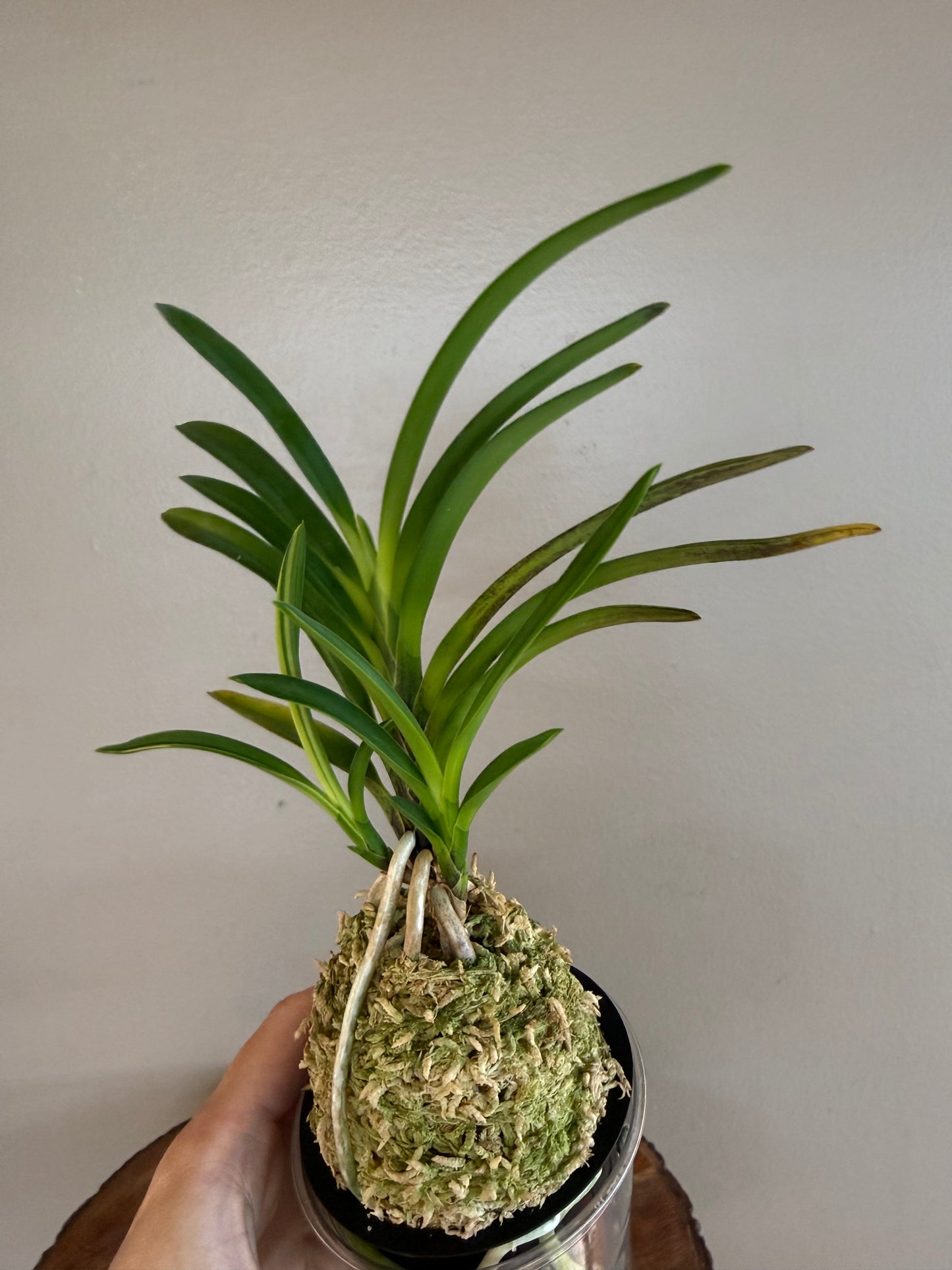 Neofinetia falcata Seohwang 瑞煌
