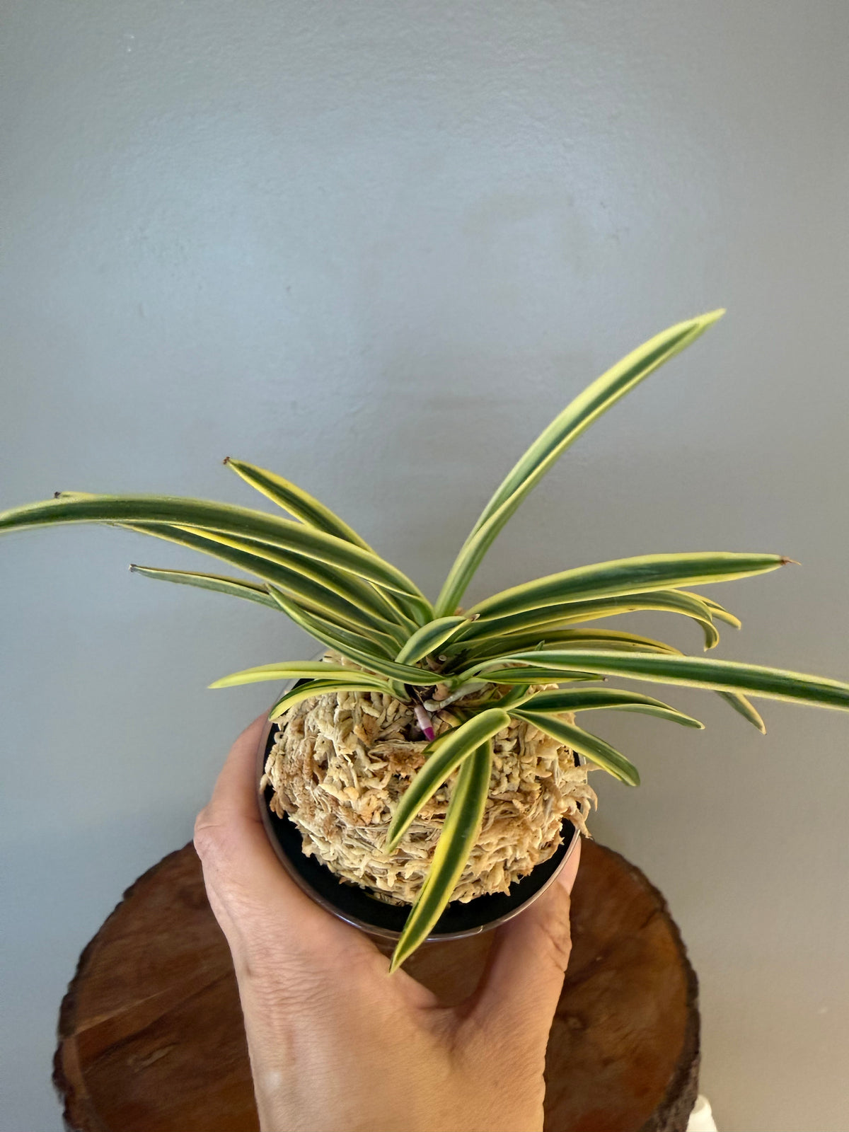 Neofinetia falcata Higashidemiyako 東出都