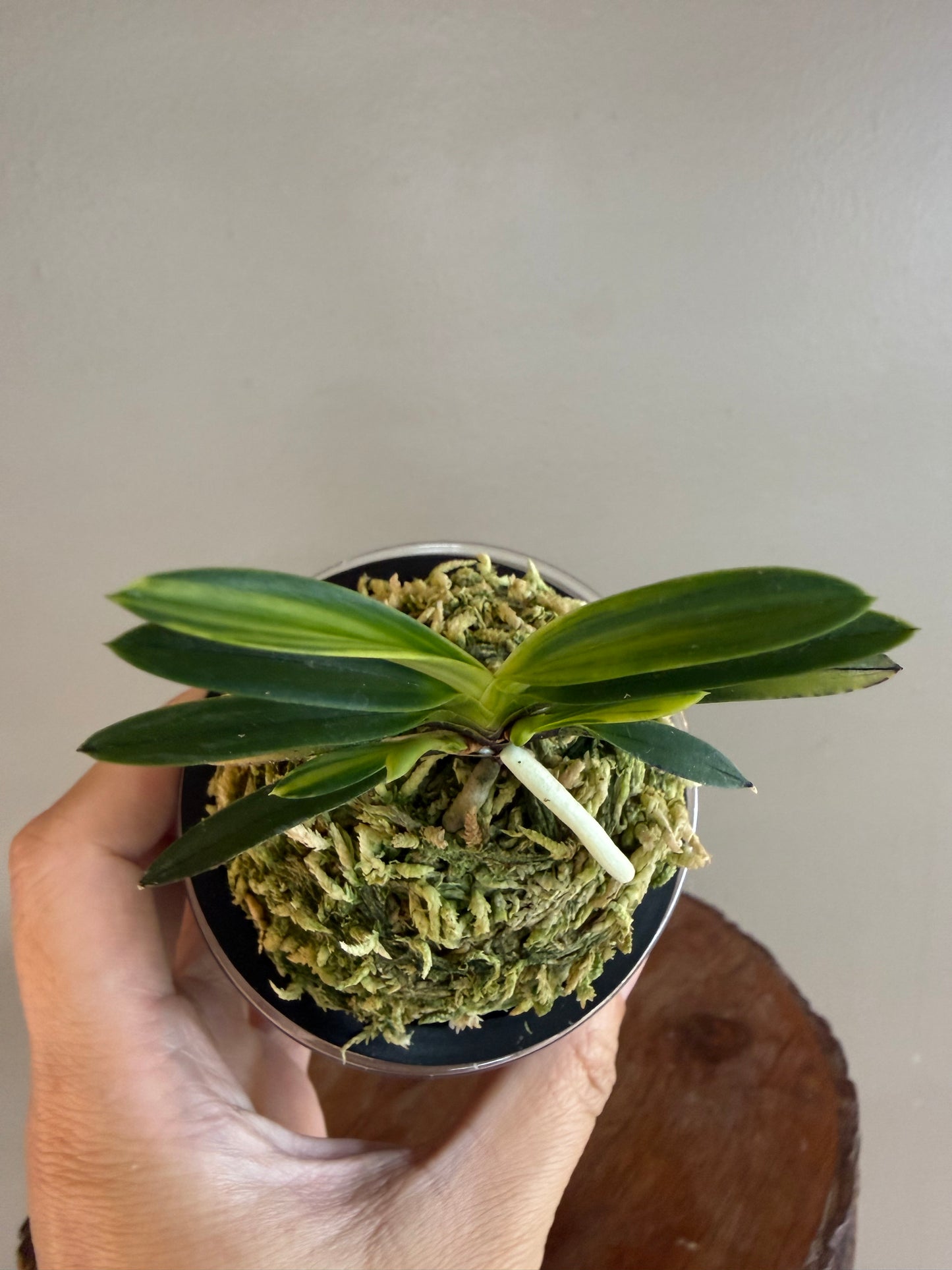 Neofinetia falcata Yomeimon 陽明門