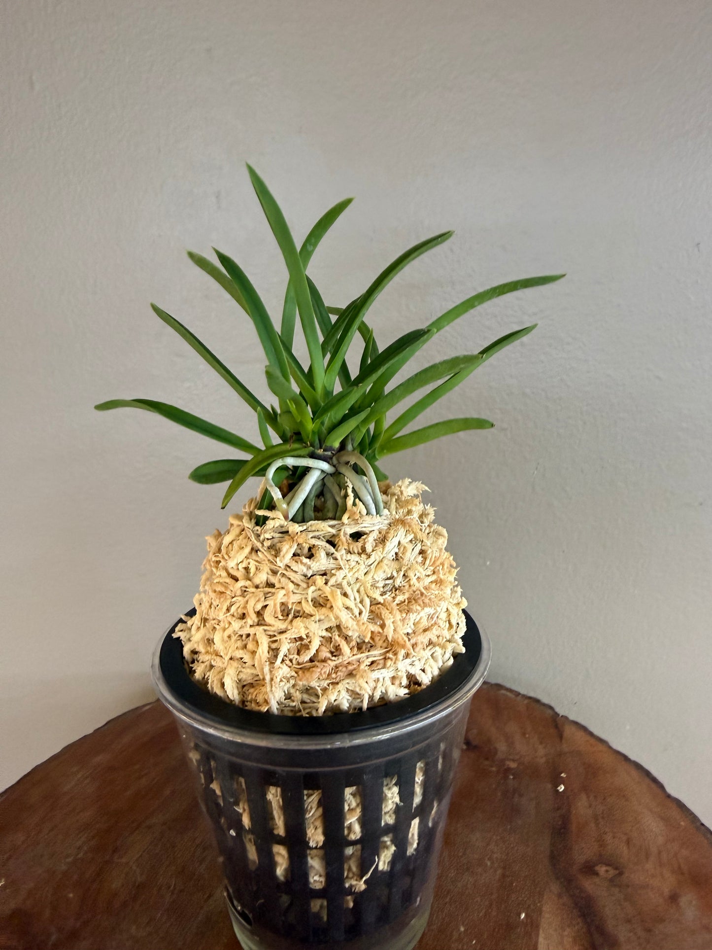 Neofinetia falcata Hisui 翡翠
