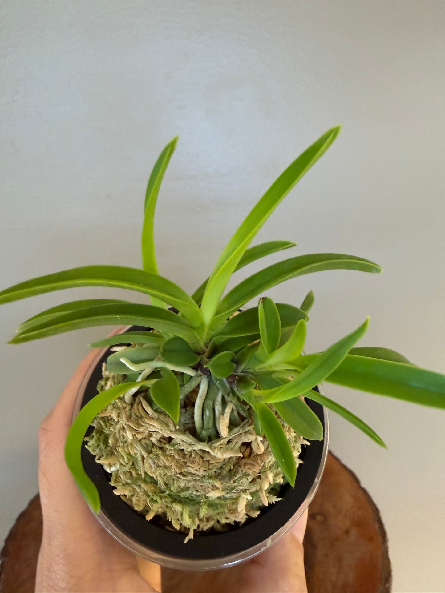 Neofinetia falcata Seoho 瑞虎
