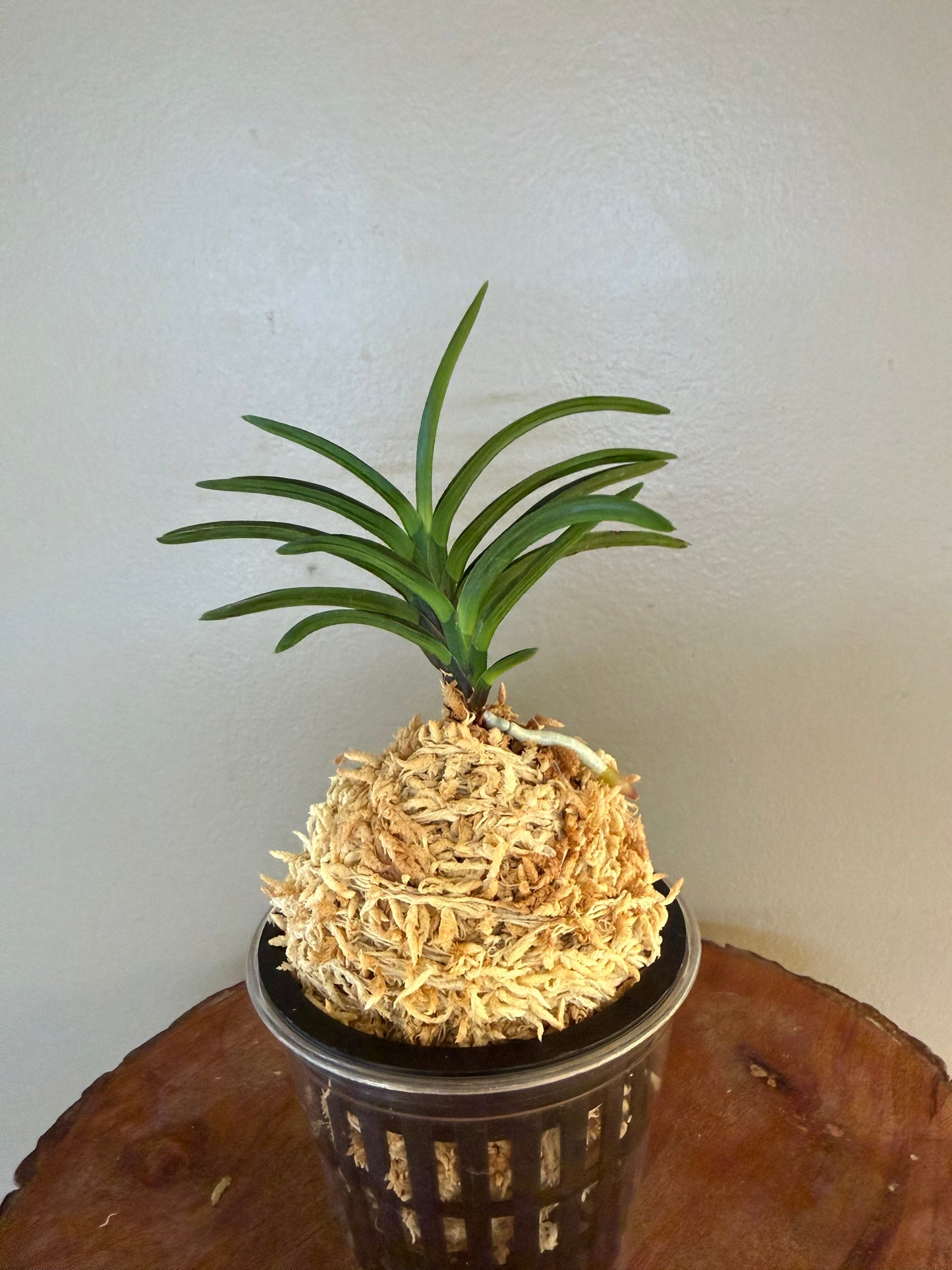 Neofinetia falcata Benibotan 紅牡丹