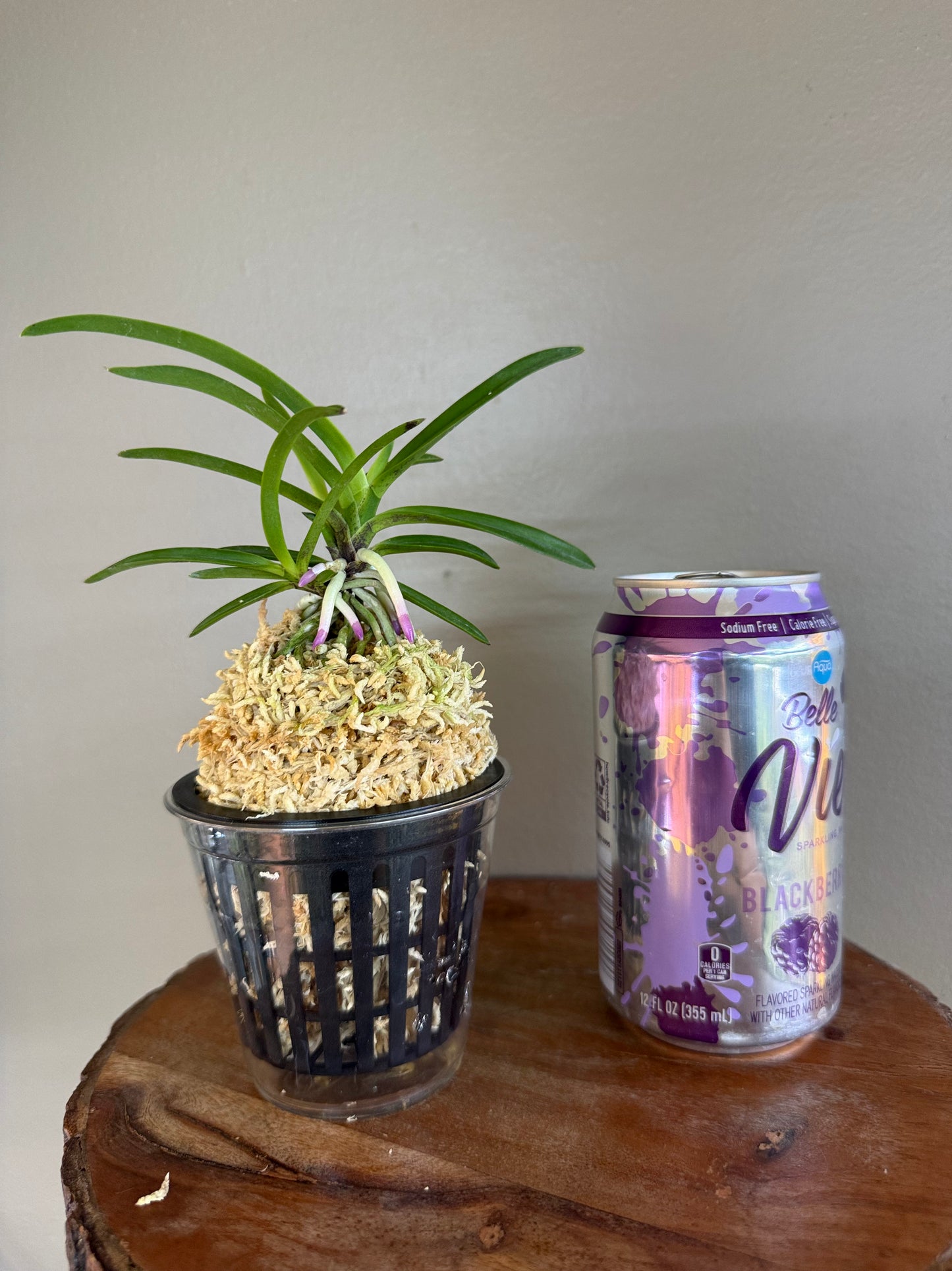 Neofinetia falcata Honggibo (Koukitakara) 紅奇寶(Ruby root)