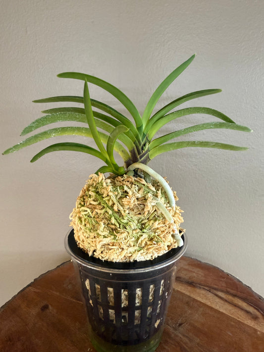 Neofinetia falcata Tennyo no Mai 天女の舞