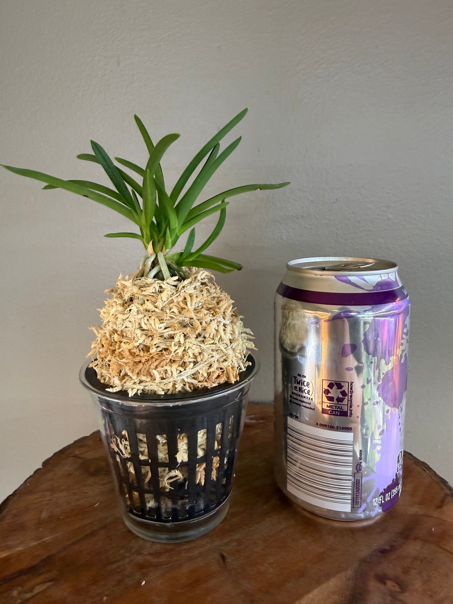 Neofinetia falcata kobai 紅梅