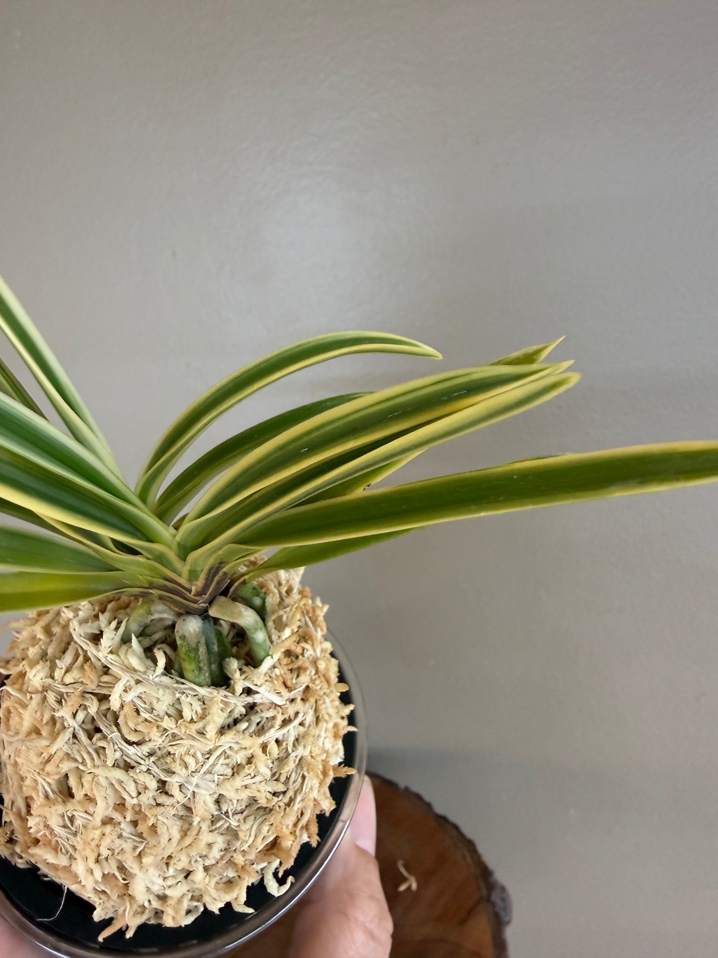 Neofinetia falcata Gojo Fukurin 御城覆輪