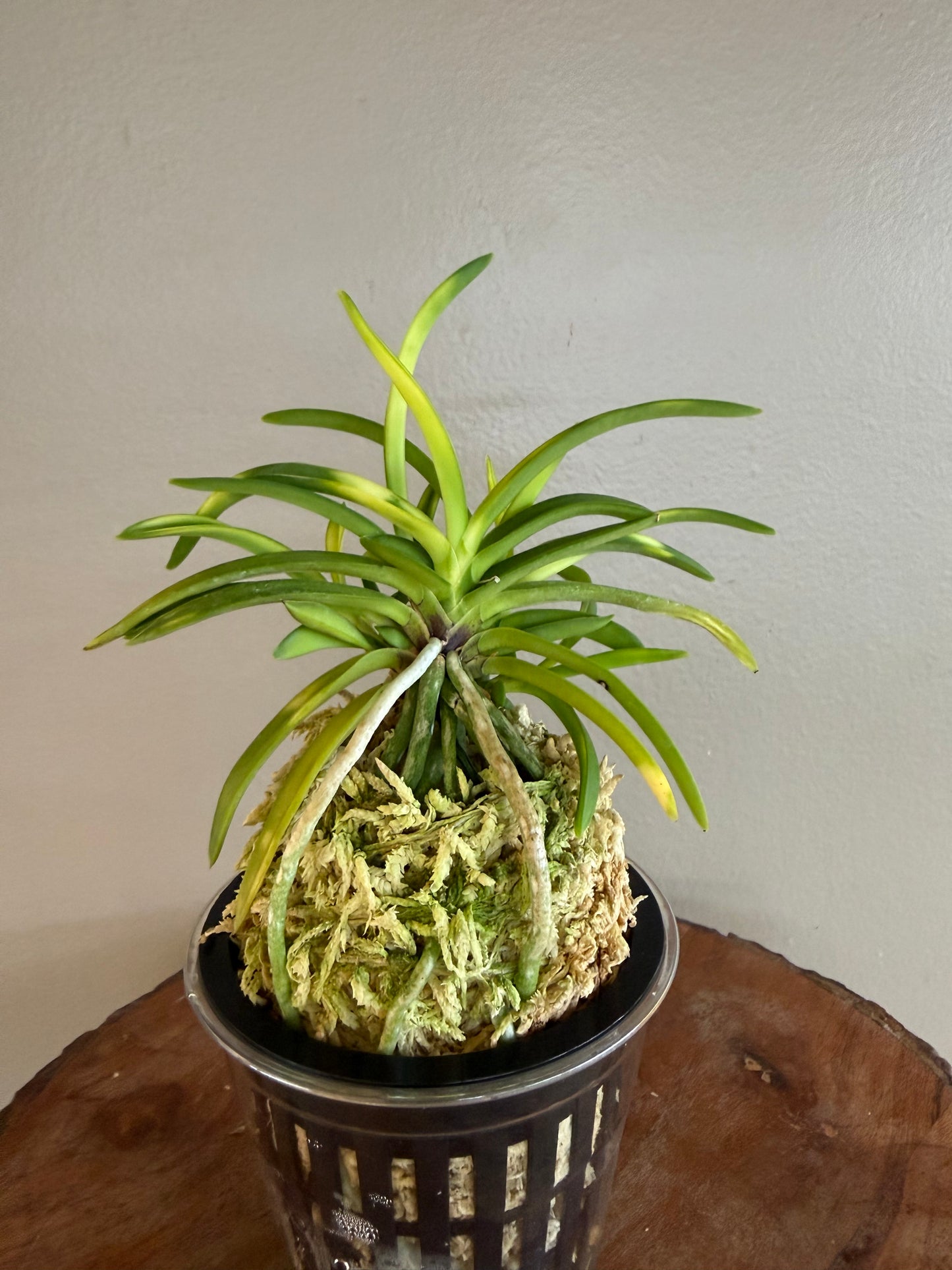 Neofinetia falcata Setsuza 雪山