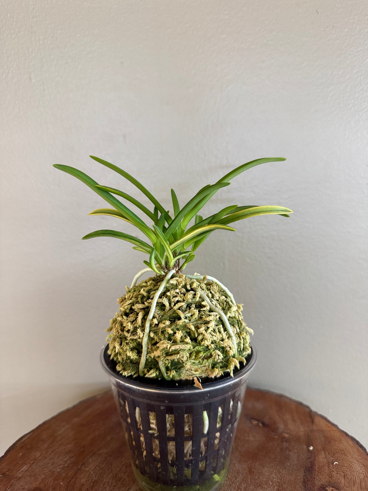 Neofinetia falcata Yaegoromo 八重衣