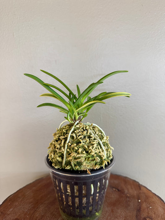 Neofinetia falcata Yaegoromo 八重衣