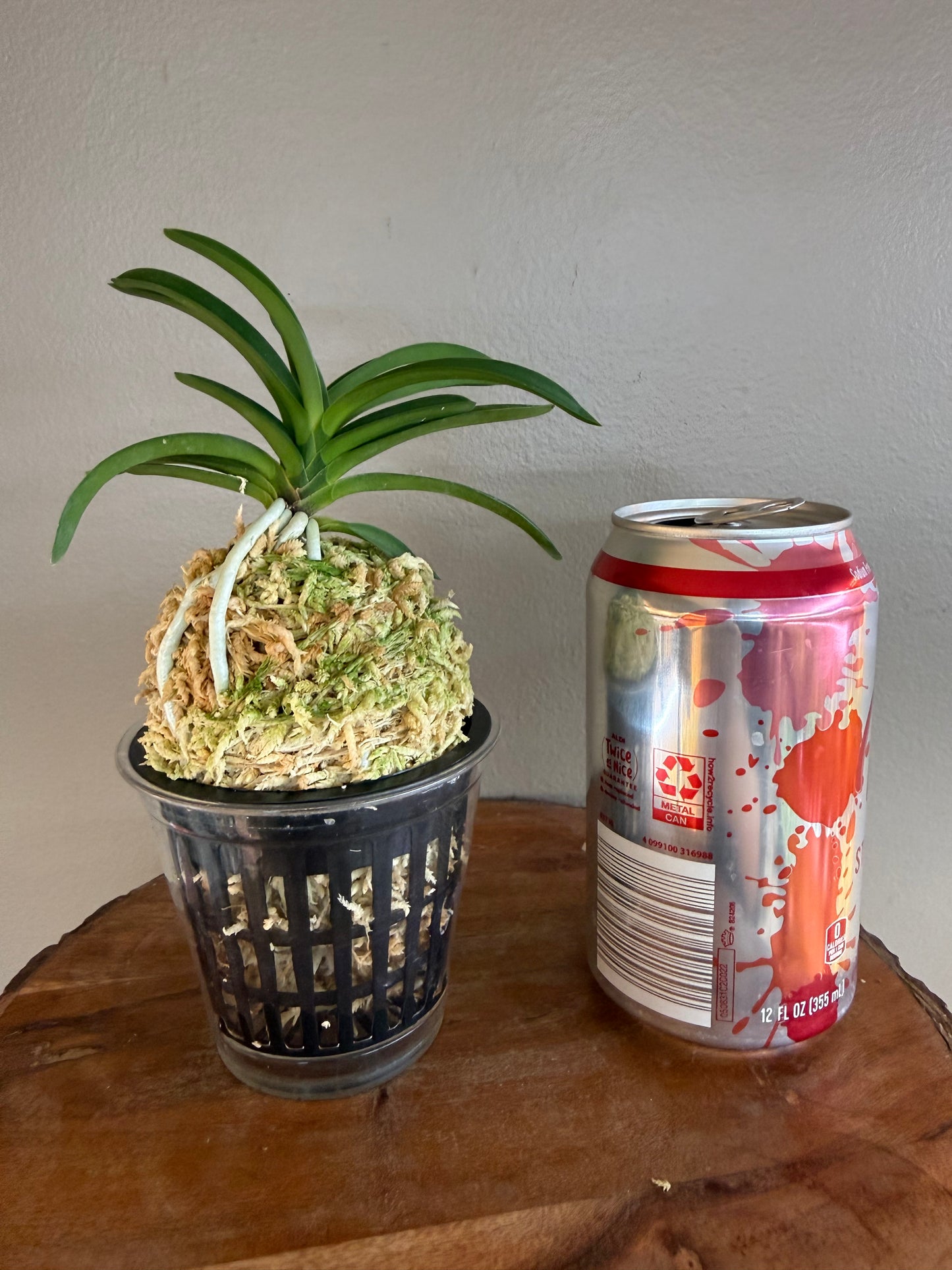 Neofinetia falcata Wonhong 元紅