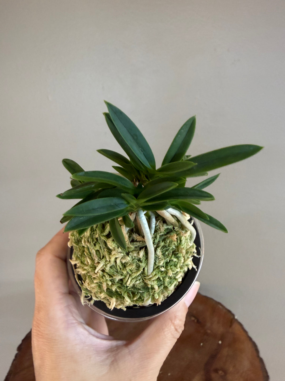 Neofinetia falcata Tensenrui 天蟾類