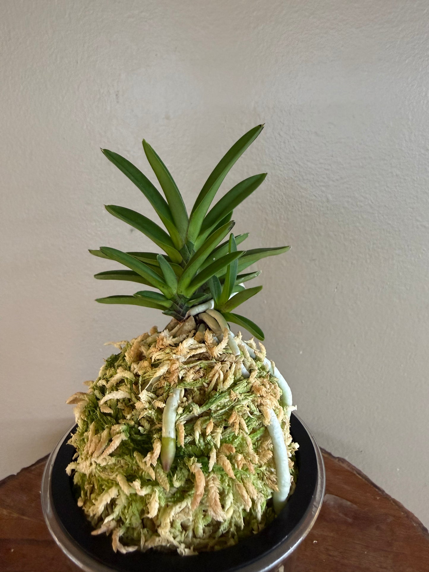 Neofinetia falcata Sekirei 鶺鴒