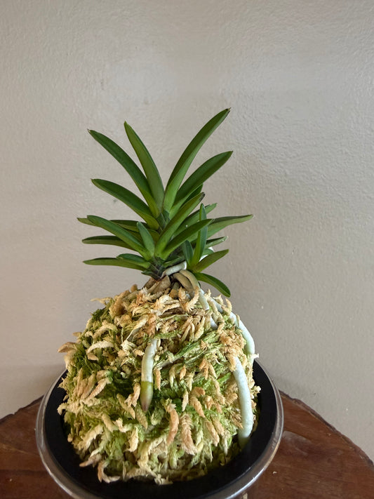 Neofinetia falcata Sekirei 鶺鴒