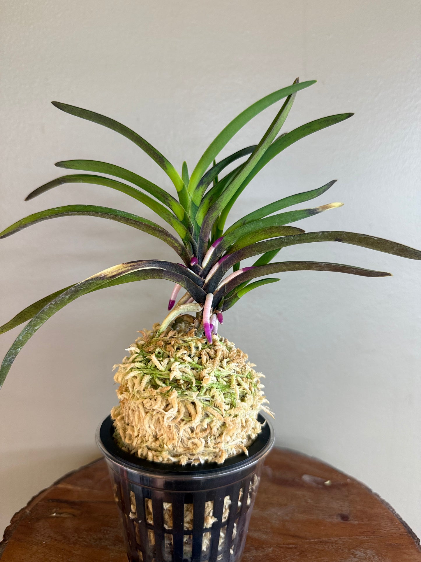 Neofinetia falcata Taiga 大河